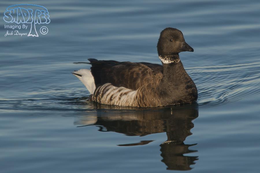 Brant - Branta bernicla