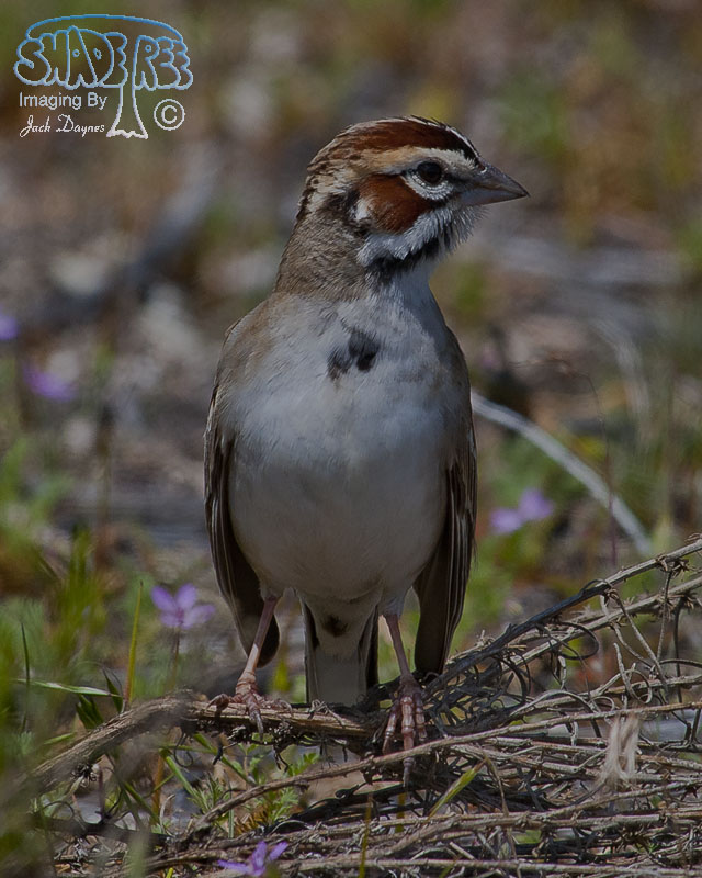 Lark Sparrow - Chondestes grammacus