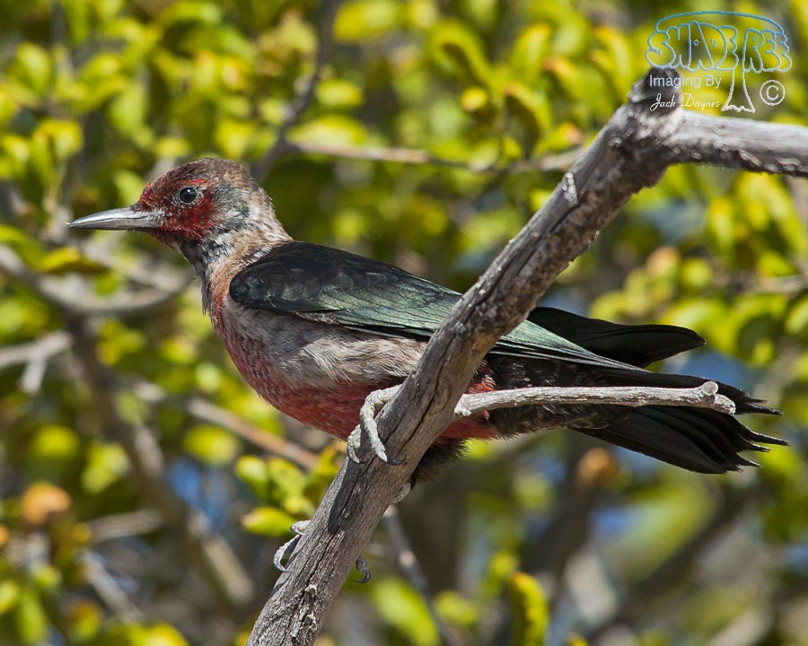 Lewis's Woodpecker - Melanerpes lewis