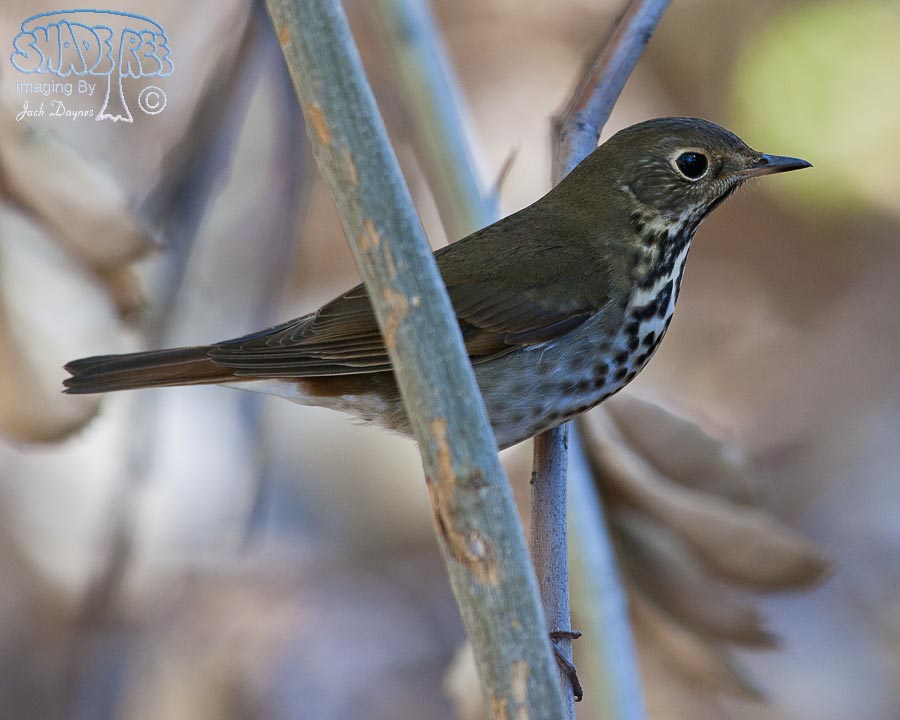 Hermit Thrush - Catharus guttatus