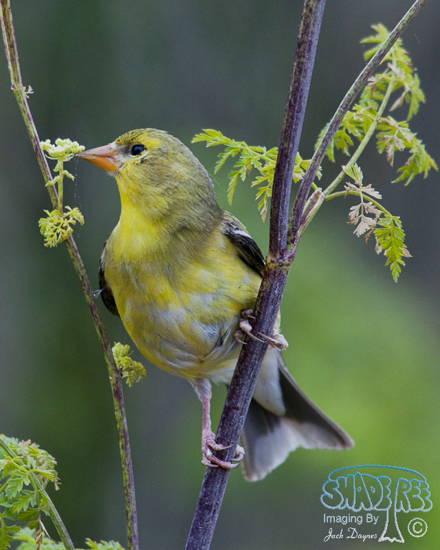 American Goldfinch - Spinus tristis