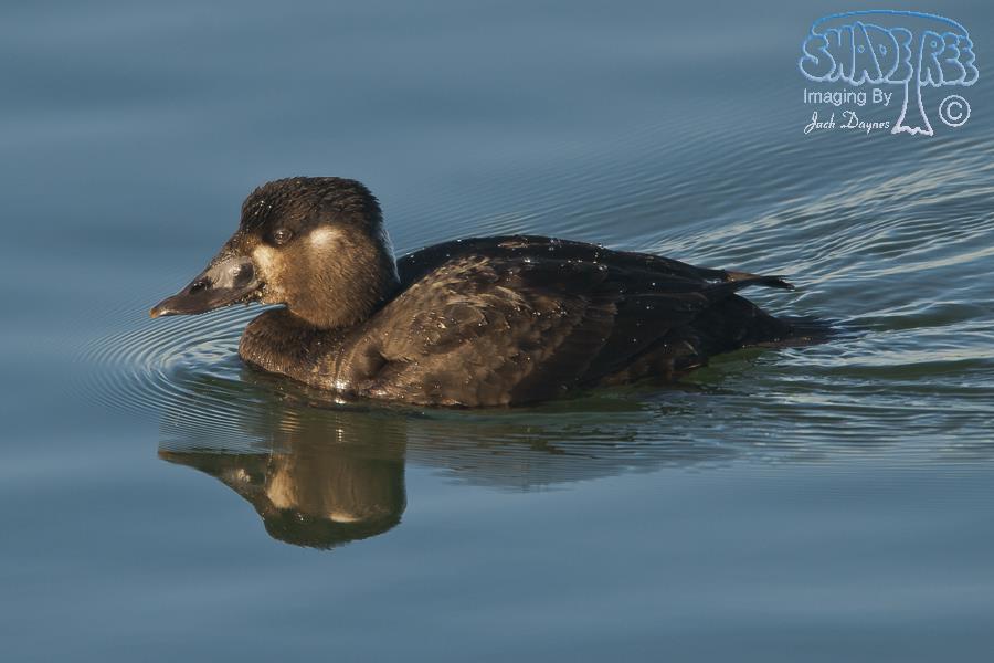Surf Scoter - Melanitta perspicillata