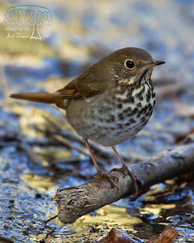 Hermit Thrush - Catharus guttatus