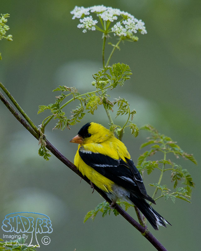 American Goldfinch - Spinus tristis
