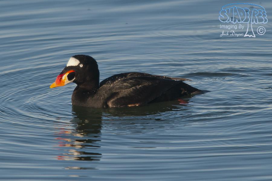 Surf Scoter - Melanitta perspicillata