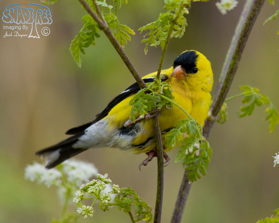 American Goldfinch - Spinus tristis