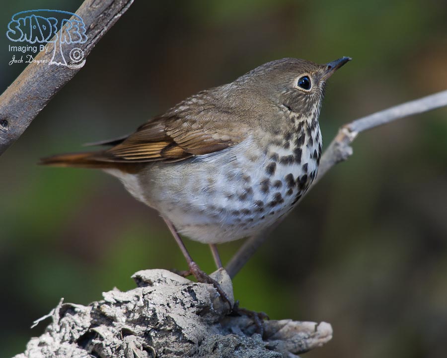 Hermit Thrush - Catharus guttatus
