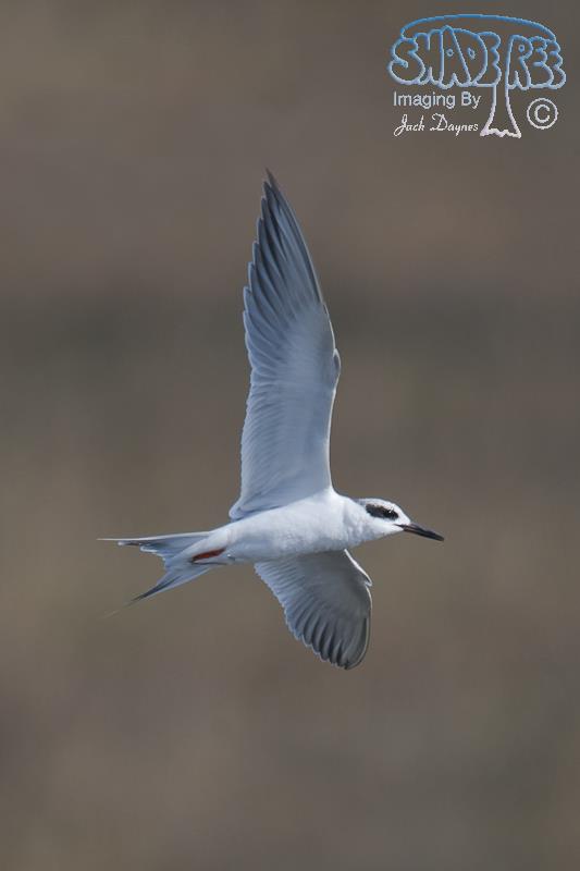 Forster's Tern - Sterna forsteri