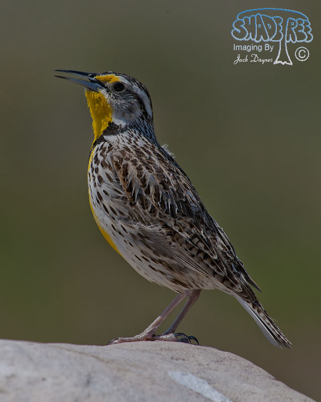 Western Meadowlark - Sturnella neglecta