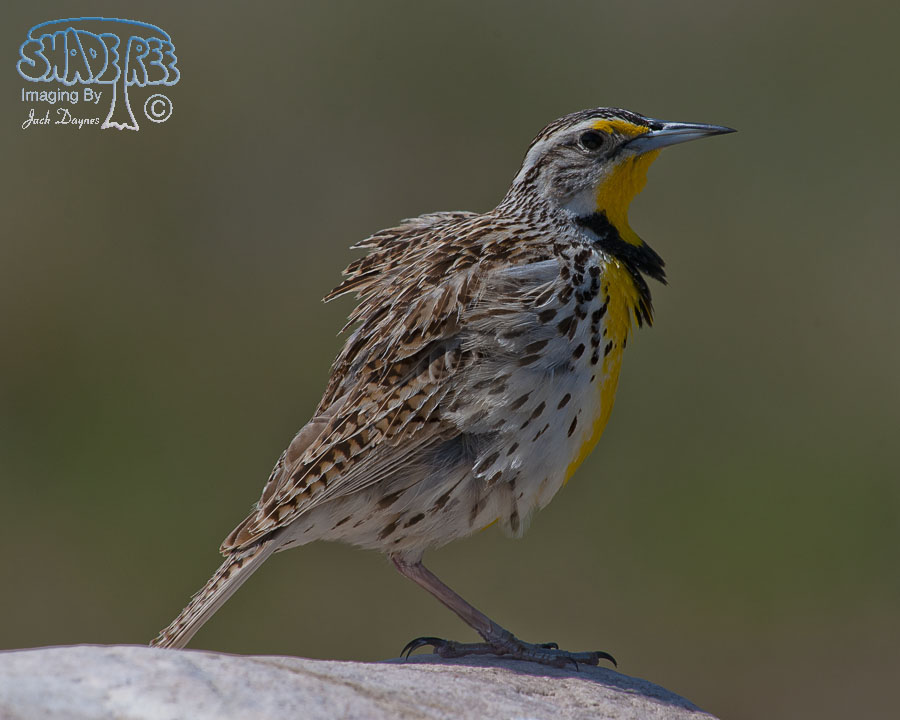 Western Meadowlark - Sturnella neglecta
