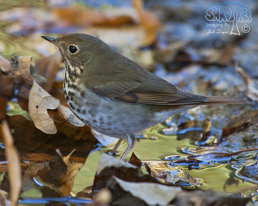 Hermit Thrush - Catharus guttatus