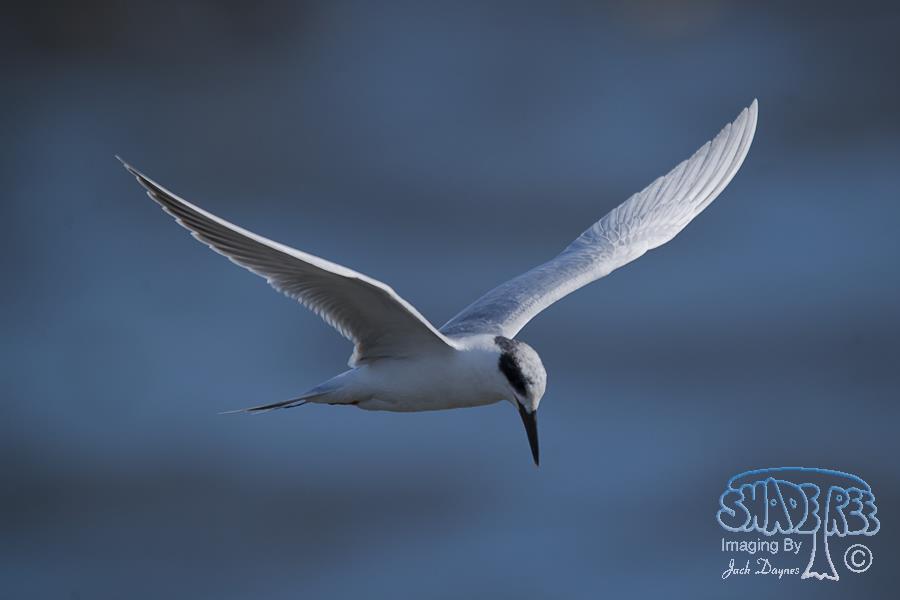 Forster's Tern - Sterna forsteri