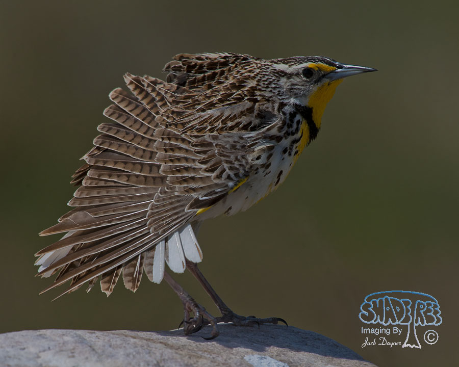 Western Meadowlark - Sturnella neglecta