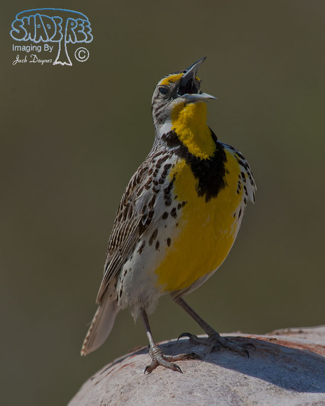 Western Meadowlark - Sturnella neglecta