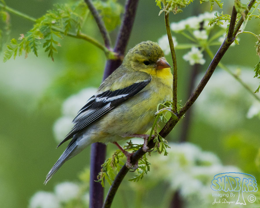 American Goldfinch - Spinus tristis