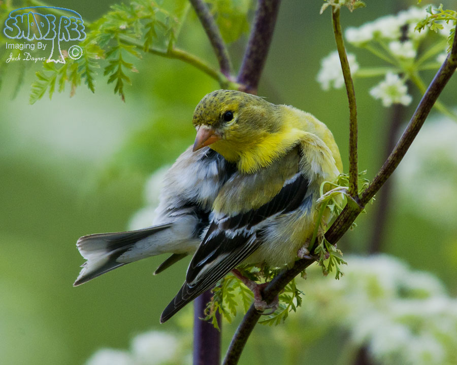 American Goldfinch - Spinus tristis