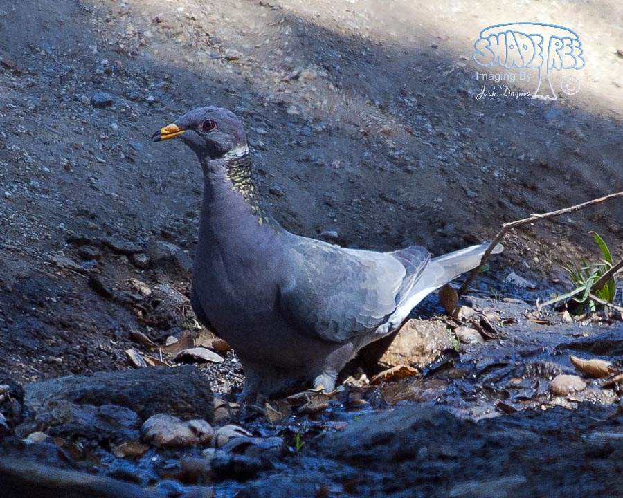 Band-Tailed Pigeon - Columba fasciata