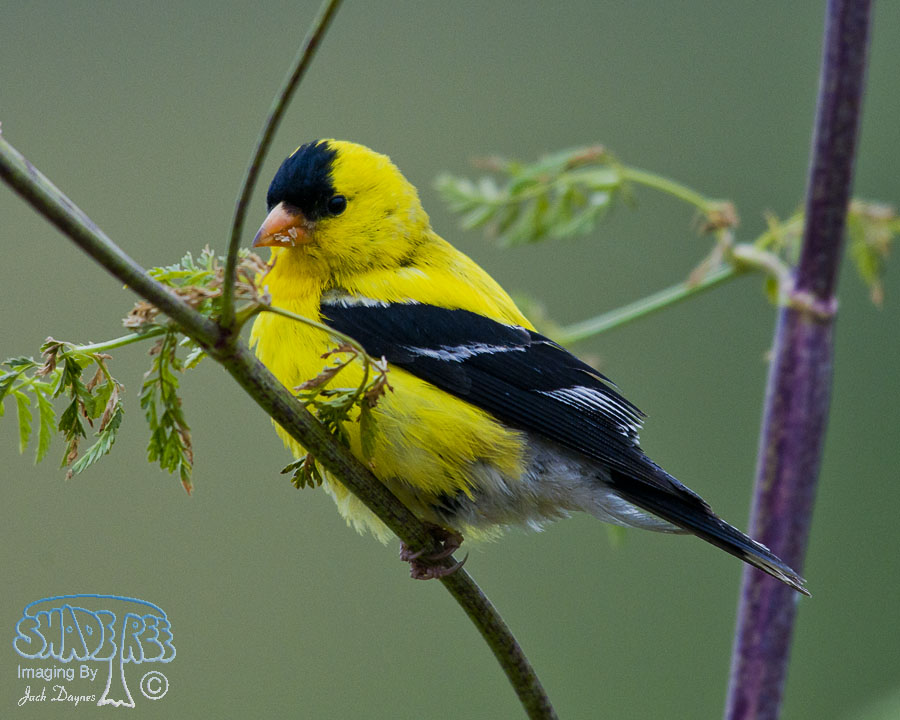 American Goldfinch - Spinus tristis