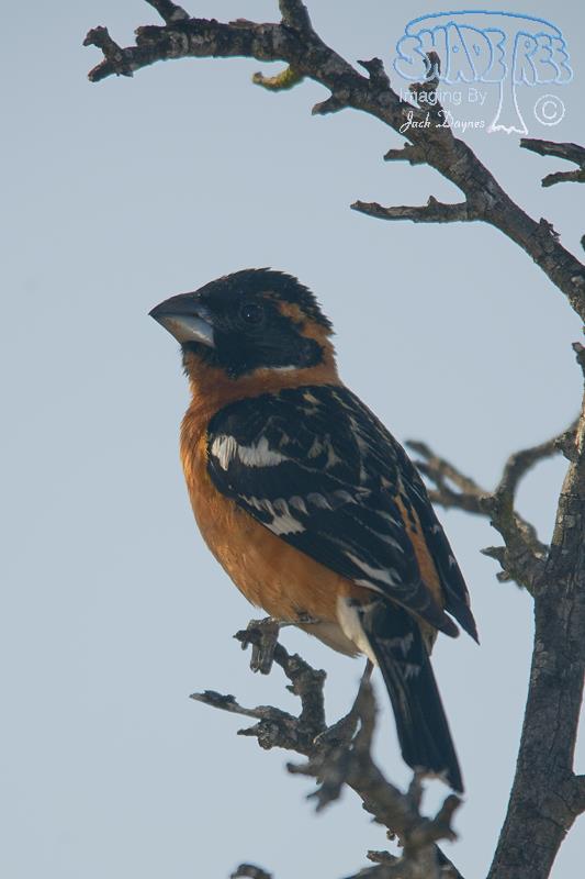 Black-Headed Grosbeak - Pheucticus melanocephalus