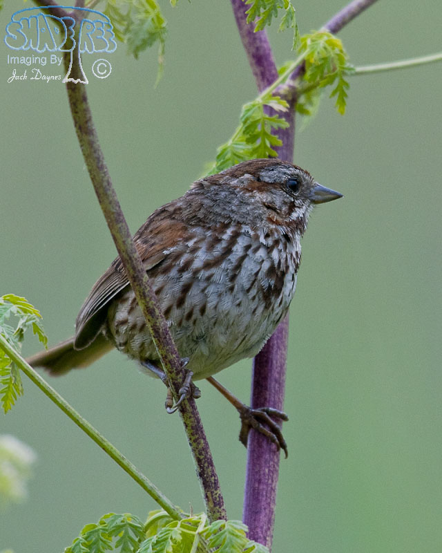 Song Sparrow - Melospiza melodia