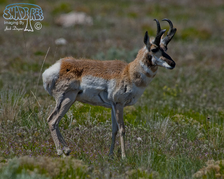 Pronghorn Antelope - Antilocapra americana
