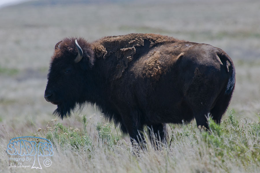 American Bison - Bison bison
