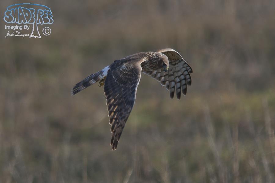 Northern Harrier - Circus cyaneus