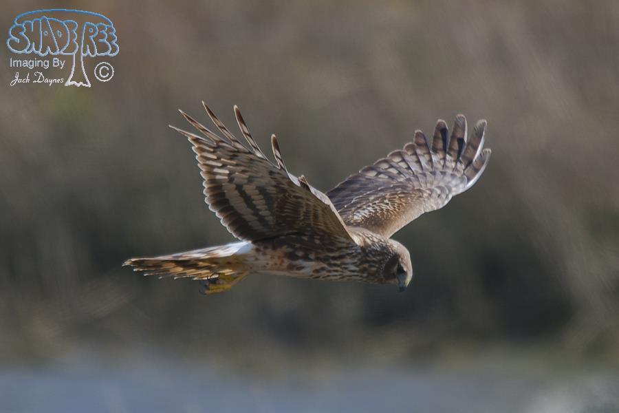 Northern Harrier - Circus cyaneus