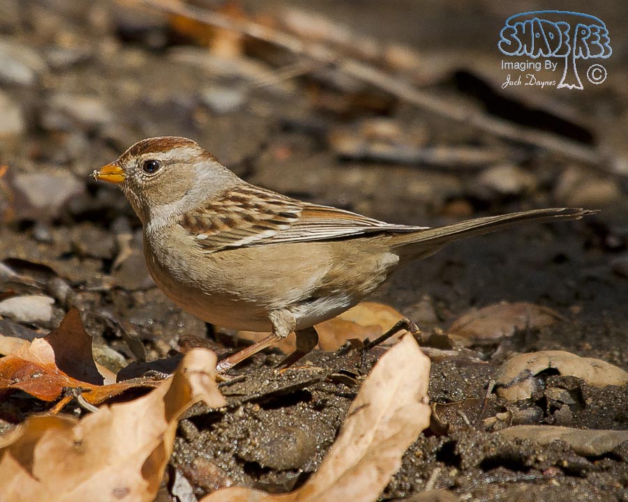 White-Crowned Sparrow - Zonotrichia leucophrys