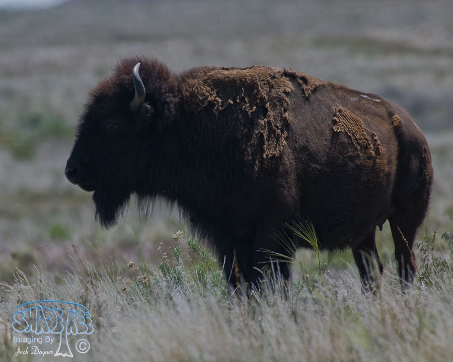 American Bison - Bison bison