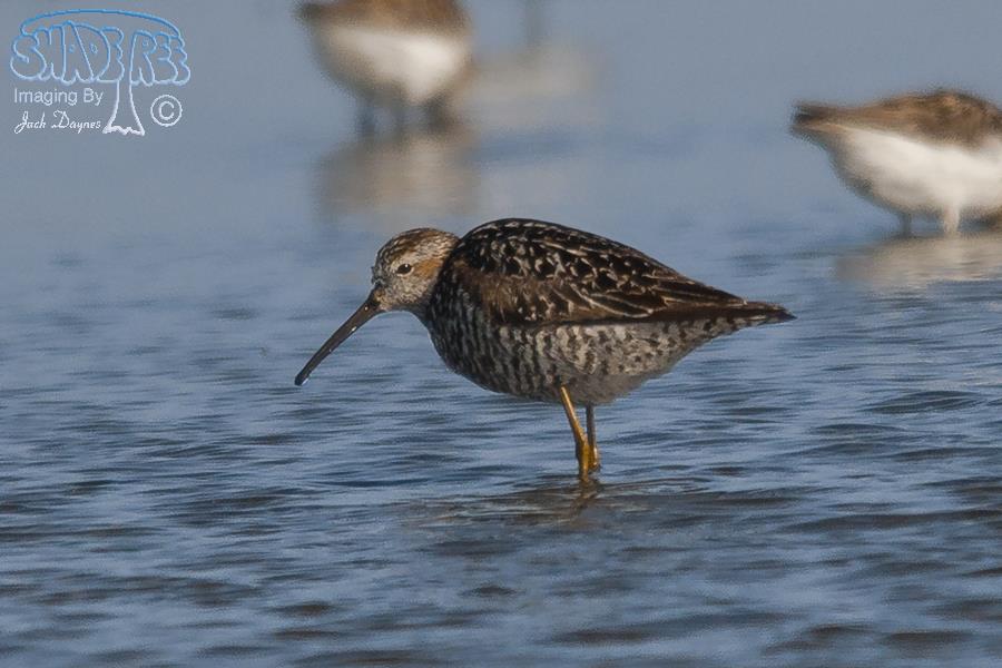 Stilt Sandpiper - Calidris himantopus