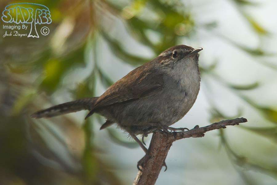 Bewick's Wren - Thryomanes bewickii
