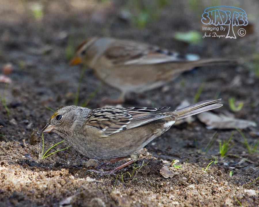 Golden-Crowned Sparrow - Zonotrichia atricapilla