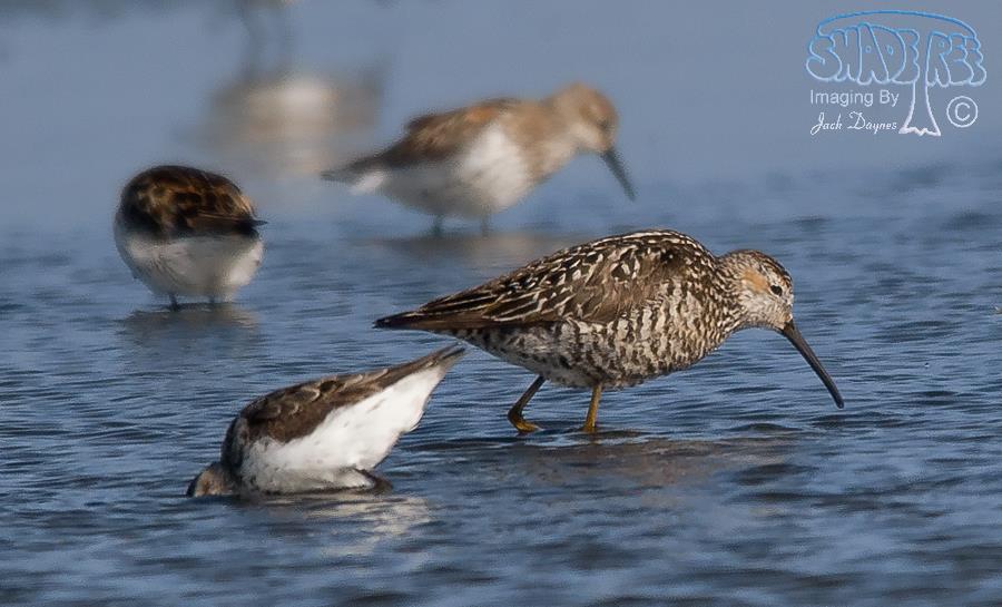 Stilt Sandpiper - Calidris himantopus
