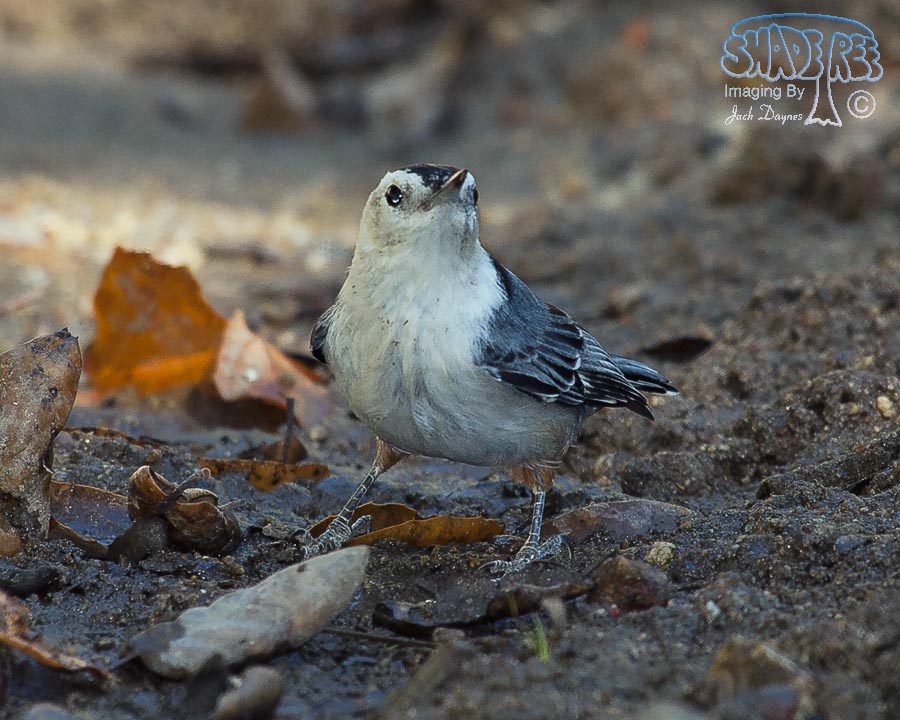 White-Breasted Nuthatch - Sitta carolinensis
