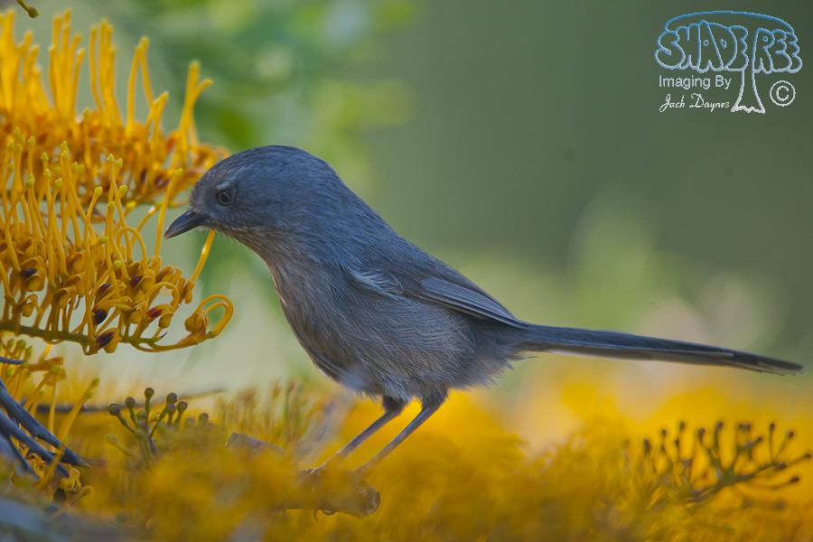 Wrentit - Chamaea fasciata