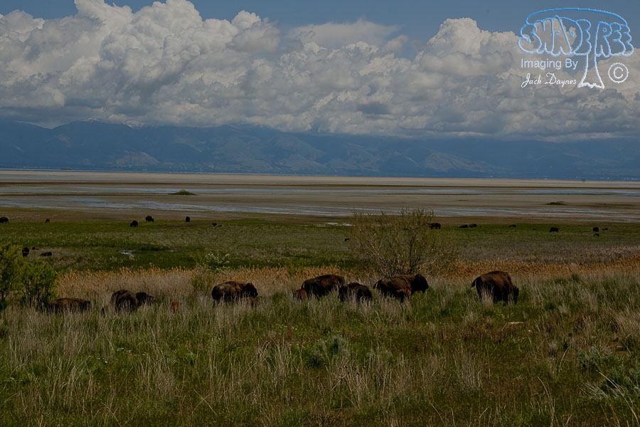 American Bison - Bison bison