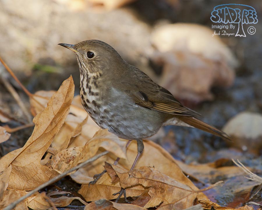 Hermit Thrush - Catharus guttatus