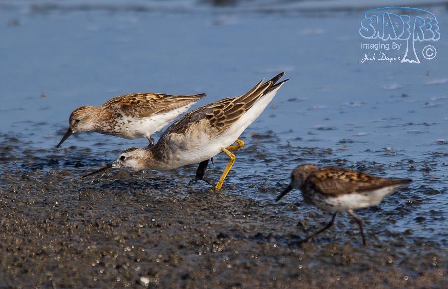 Wilson's Phalarope - Phalaropus tricolor