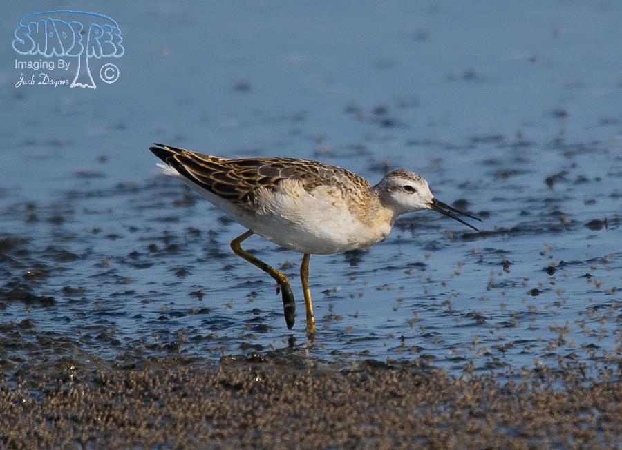Wilson's Phalarope - Phalaropus tricolor