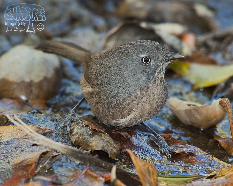 Wrentit - Chamaea fasciata