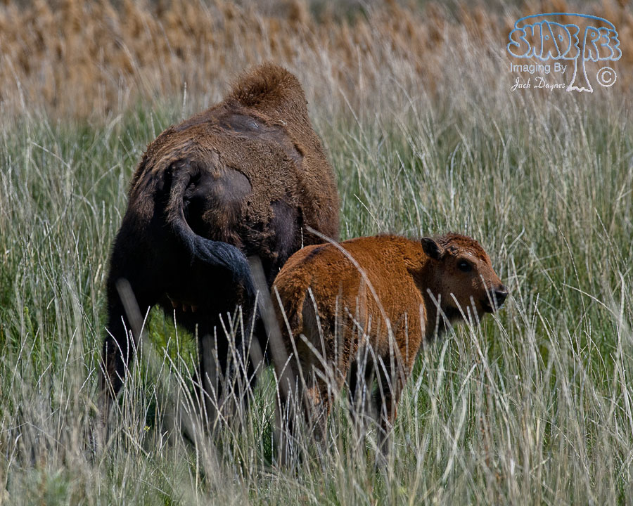 American Bison - Bison bison