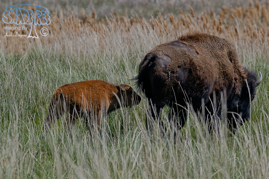 American Bison - Bison bison