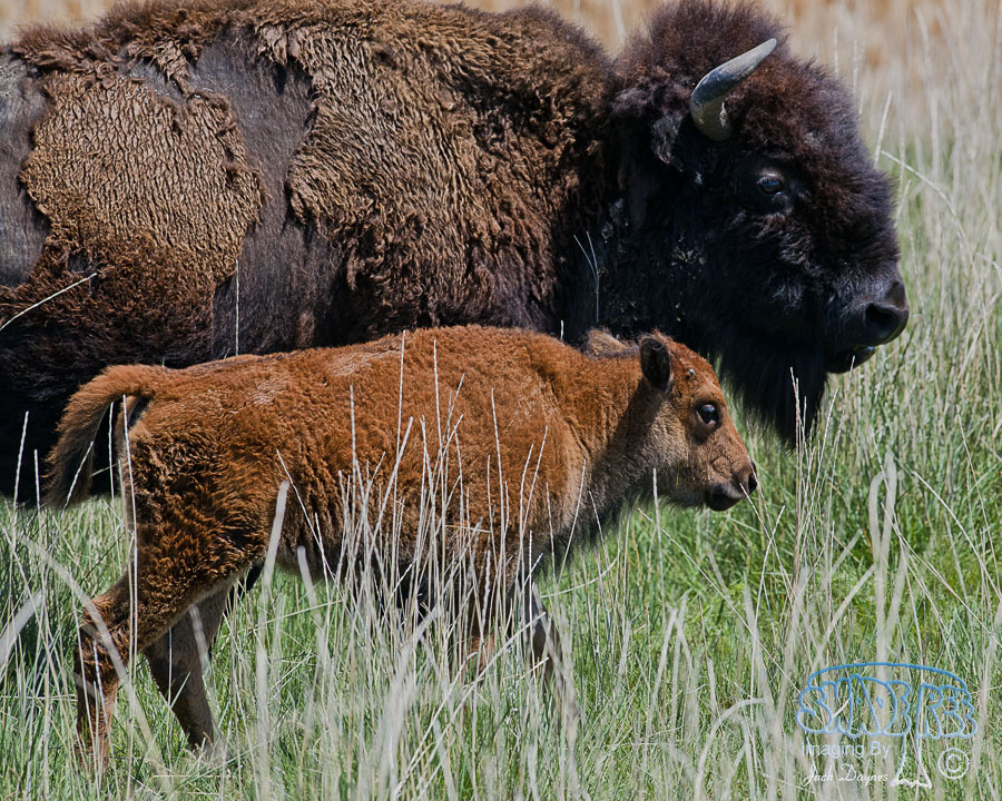 American Bison - Bison bison