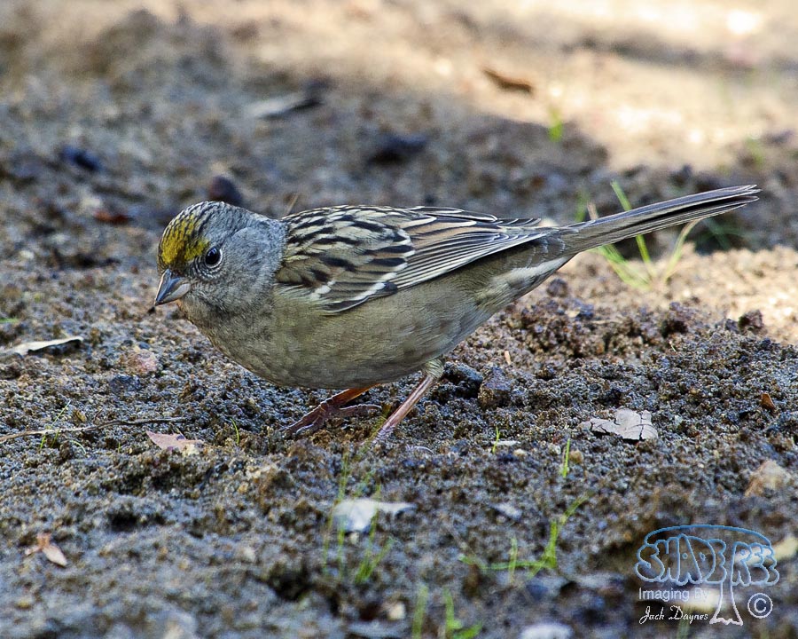 Golden-Crowned Sparrow - Zonotrichia atricapilla