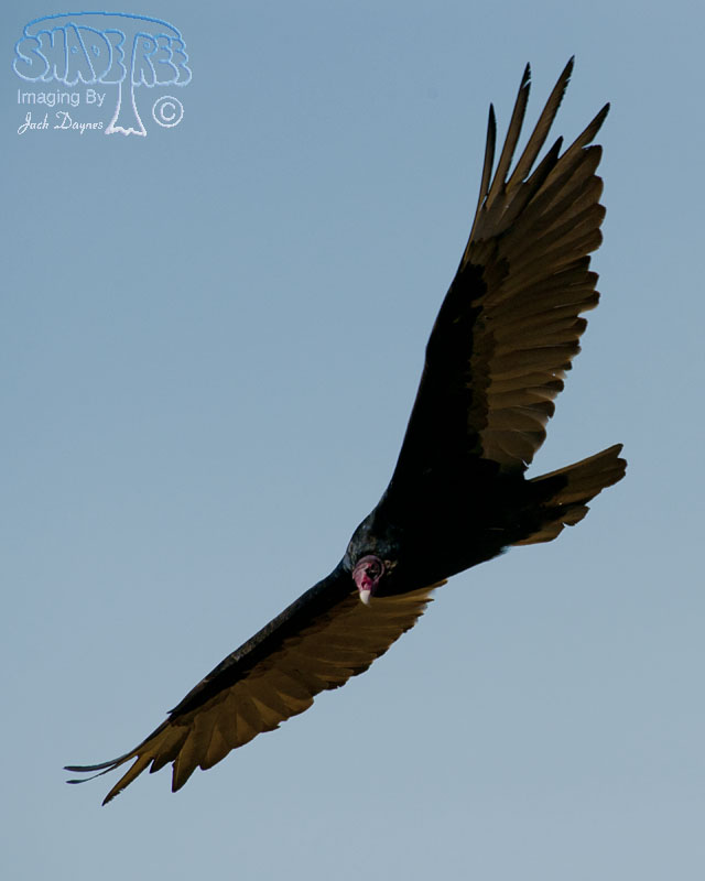 Turkey Vulture - Cathartes aura