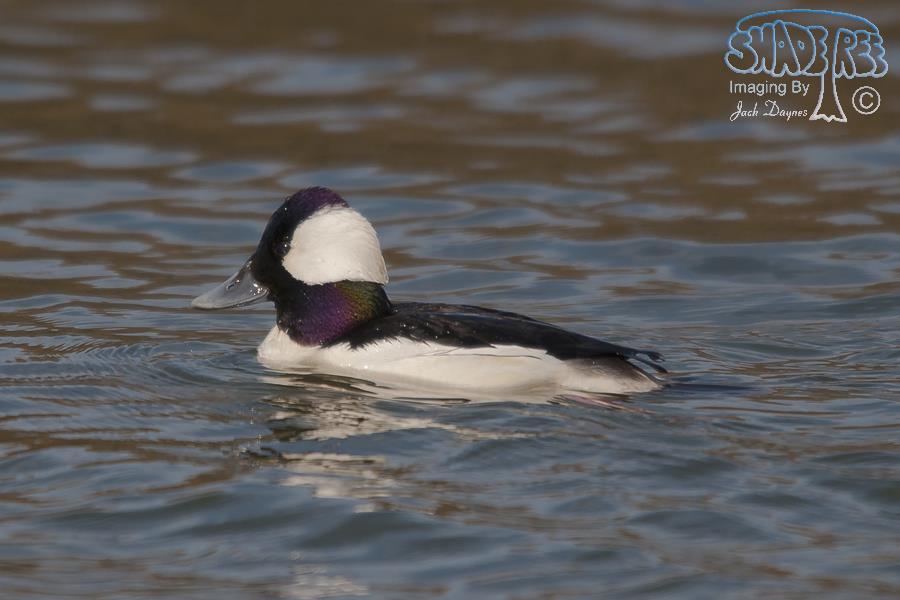 Bufflehead - Bucephala albeola