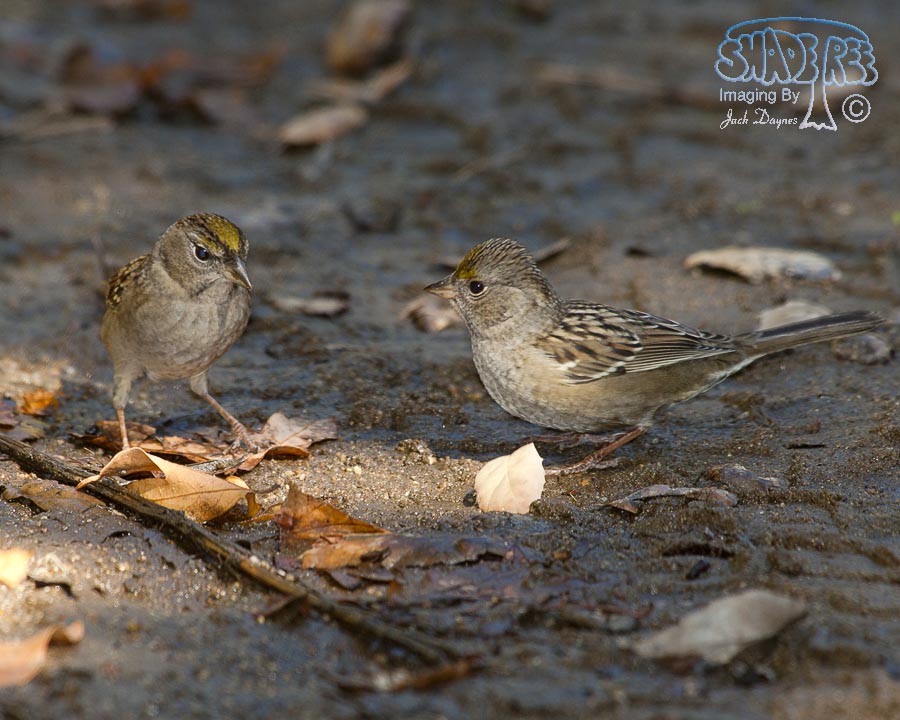 Golden-Crowned Sparrow - Zonotrichia atricapilla