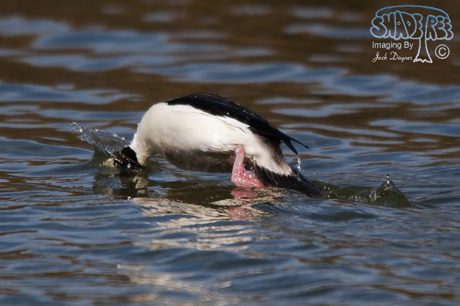 Bufflehead - Bucephala albeola