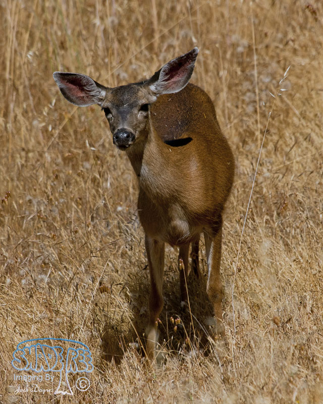 Mule Deer - Odocoileus hemionus